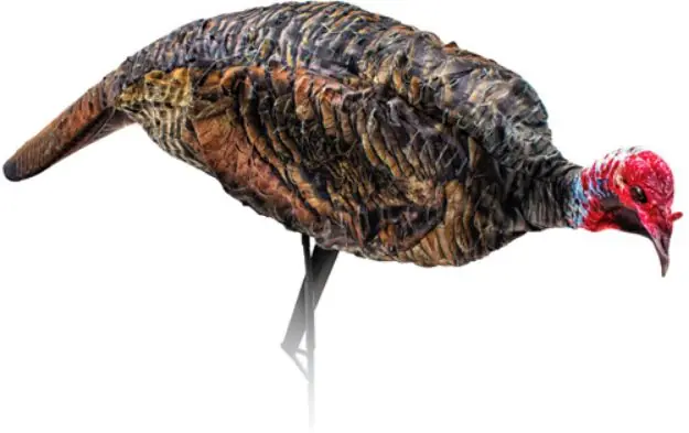 Montana Decoy Turkey Jake Purr-Fect Xd!