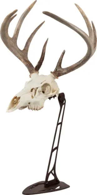 Allen Ez Mount Centerpiece Skull Stand Brown